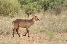 Ellipsenwasserbock