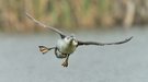 Sterntaucher im Landeanflug