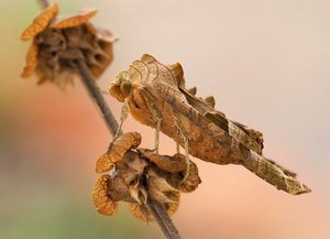 Achateule (Phlogophora meticulosa)