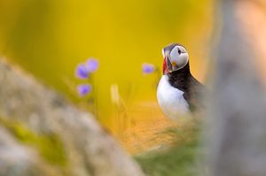 Flower Puffin