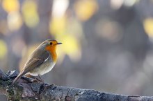 Rotkehlchen im Spätherbst