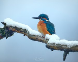 Eisi im Schnee