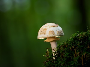 Gelber Knollenblätterpilz