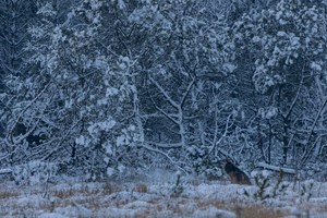 Schnee und Kaelte