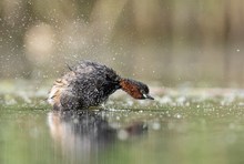 Zwergtaucher beim Schütteln