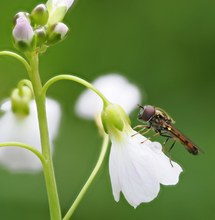 Schwebfliege im Habitat