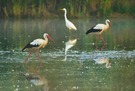 Storch, Silberreiher und 2-ter Storch mit