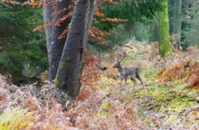 Herbstwald