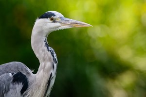 Graureiher (Ardea cinerea)