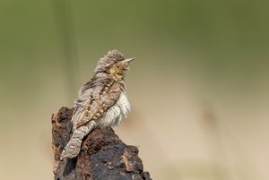 Wendehals auf Ansitz