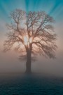 Strahlender Baum in Posieux (CH)