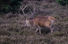 Rotwildbrunft 2024 / Polen / Hochsitz