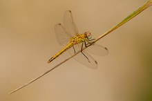 Frühe Heidelibelle ♀