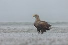 Seeadler