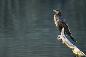 Kormoran