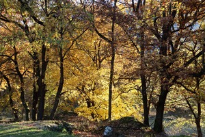 Herbstlicher Eichenwald