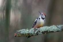 Im Wald: der Mittelspecht