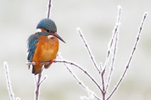 Winterlicher Eisvogel