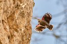 Der Schmetterling unter den Vögeln