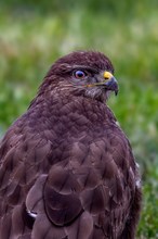 Bussard