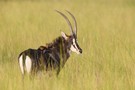 Säbelantilope mit gefiederter Fellpflege