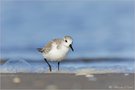 Sanderling (Calidris alba)