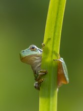 Ein Laubfrosch ...