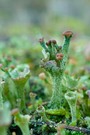 Cladonia pyxidata