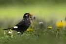 Insektensammler im Blumenfeld (Amsel)