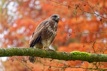 Mäusebussard ohne Angst