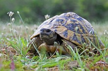 Griechische Landschildkröte im Lebensraum