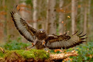 Mäusebussard....