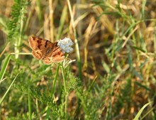 Braune Tageule