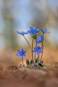 Leberblümchen ...