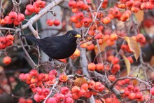 Amsel