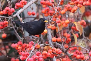 Amsel