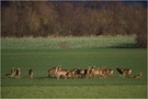 Sprung Rehe