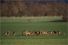 Sprung Rehe