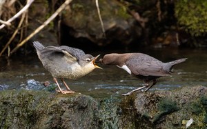 Wasseramsel