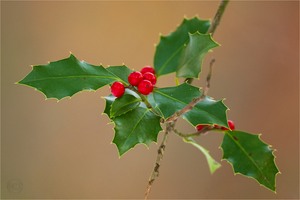 Nur ein wenig 'Holly'