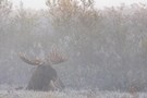 Ein Elchbulle ruht im Morgennebel am Rand eines Schilfguertels / A bull Moose rests in the morning mist at the edge of a reed belt / Alces alces  -  Alces alces alces