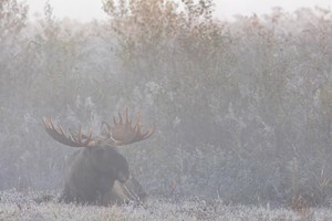 Ein Elchbulle ruht im Morgennebel am Rand eines Schilfguertels / A bull Moose rests in the morning mist at the edge of a reed belt / Alces alces  -  Alces alces alces