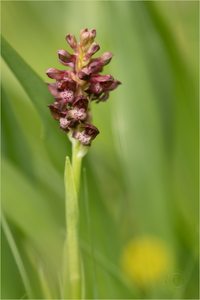 Wanzen-Knabenkraut (Anacamptis coriophora)