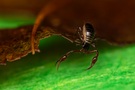 Pseudoskorpion (Dactylochelifer latreillei)