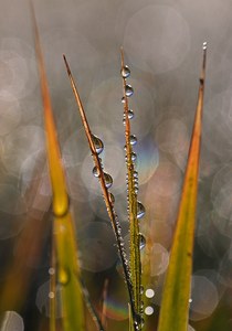 Tau im Herbst