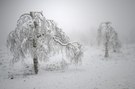 Birken im Schnee