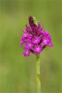 Spitzorchis mit Besucher