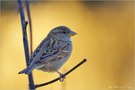 Haussperling (Passer domesticus)