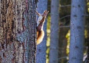 Unverhoffte Begegnung im Wald