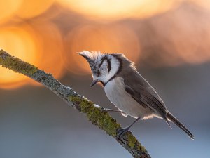 Der frühe Vogel